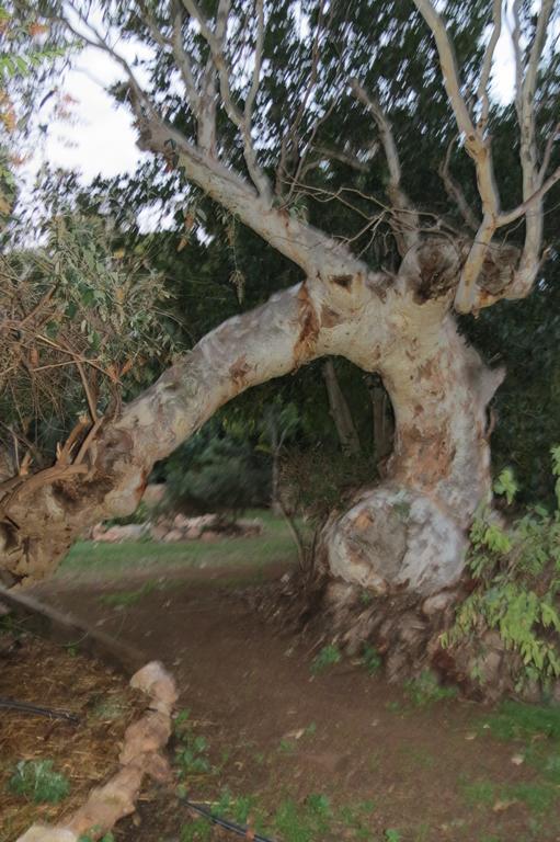Bentwood Olive Grove Accommodation Greenough Phòng bức ảnh