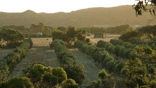 Bentwood Olive Grove Accommodation Greenough Ngoại thất bức ảnh